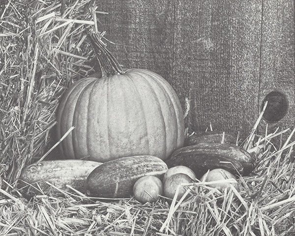Harvest Still Life (exposure from Oct 2011)