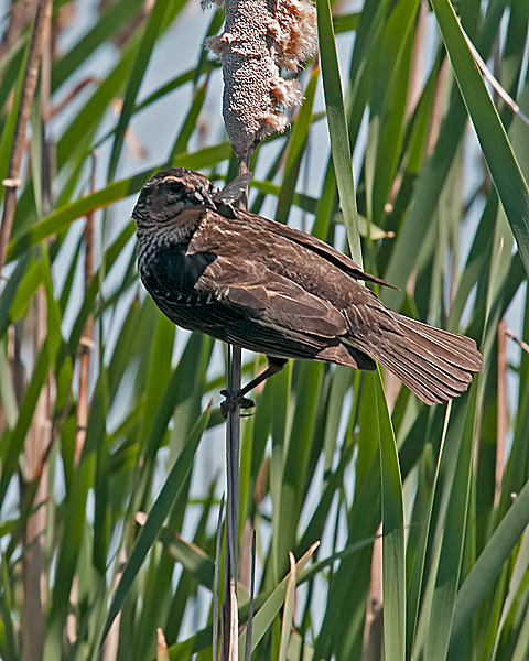 Red-winged Blackbird (female) with Prey