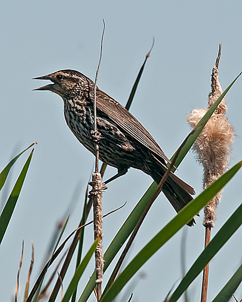 Red-winged Blackbird (female)