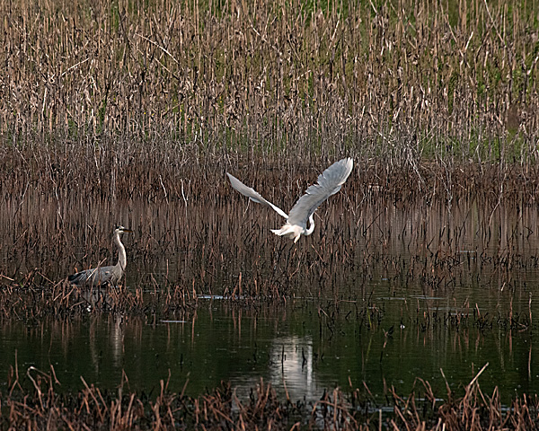 Heron and Egret