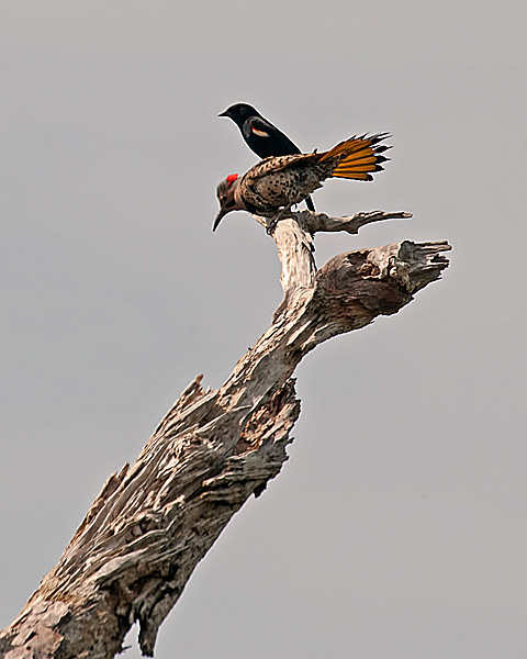 Northern Flicker and Red-winged Blackbird