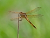 Needham's Skimmer (female)