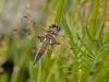 Four-spotted Skimmer (female)