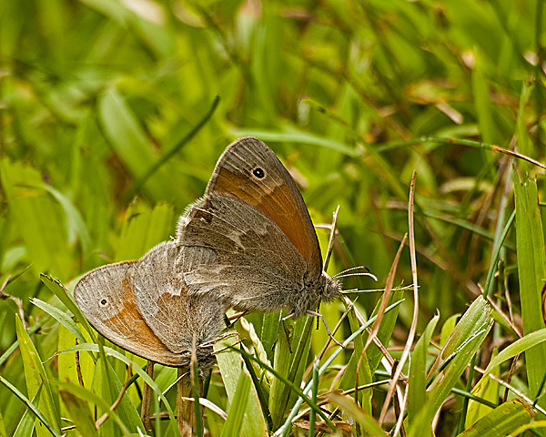 Butterflies (Moths?) Mating
