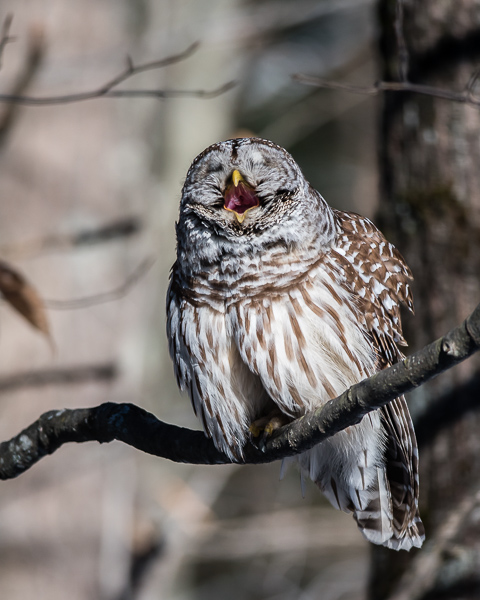 Barred Owl Yawn