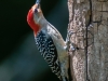 Red-bellied Woodpecker (male)