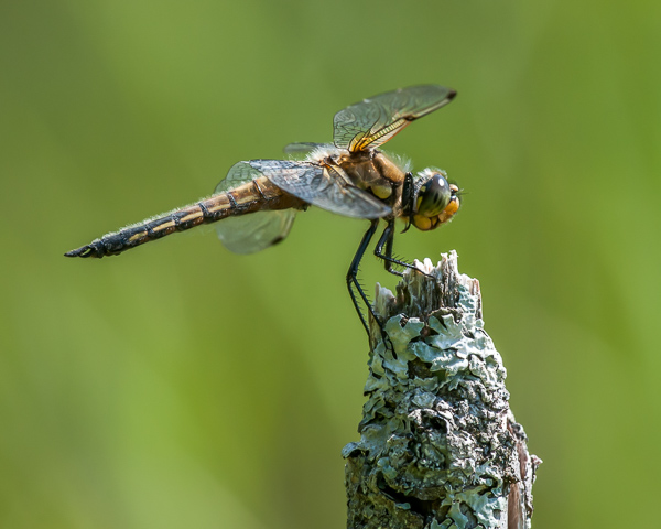 Four-spotted Skimmer (male)
