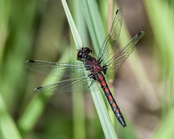 Hudsonian Whiteface (male)
