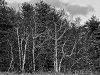 Birches at Field's Edge (Stoddard, NH)