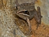 Juvenile Wood Frog