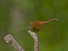 Meadowhawk (male)