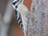 Downy Woodpecker (female) #1