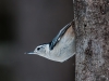 White-breasted Nuthatch #1