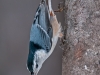 White-breasted Nuthatch #2