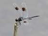 Four-spotted Pennant