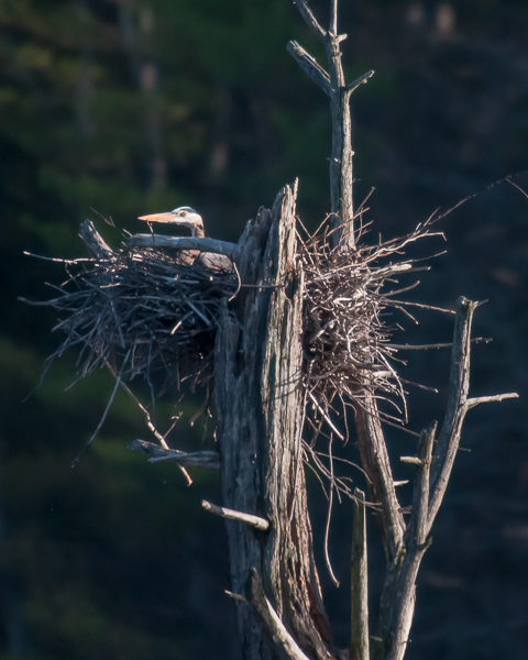 Great Blue Heron on Its Nest