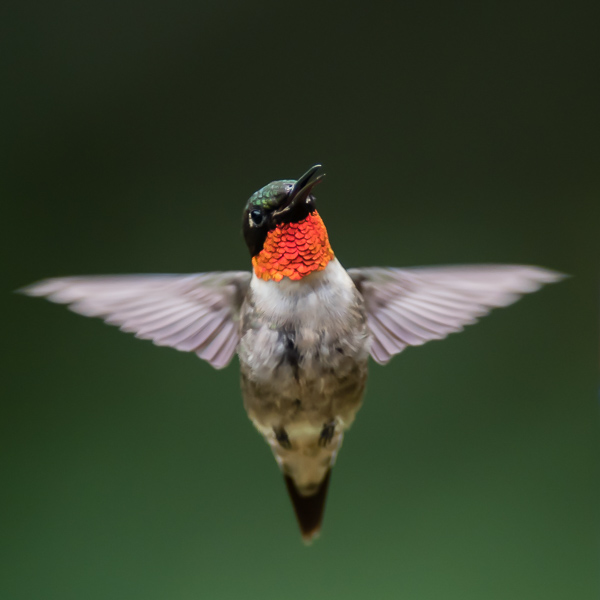 Male Ruby-throated Humming Bird In Flight #4