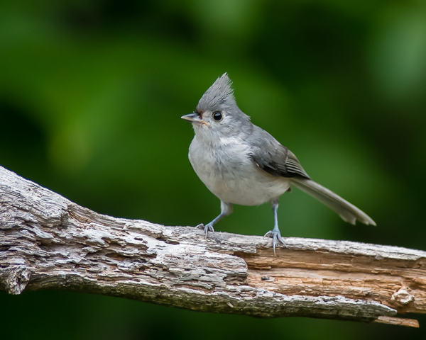 Tufted Titmouse #1