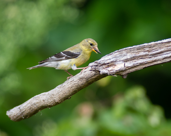 American Goldfinch (female) with Seed