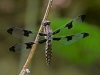 Common Whitetail (female)