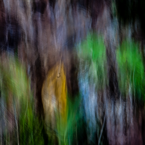 Autumnal Abstract 2015 - #5