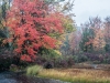 Autumn Wetland in the Rain