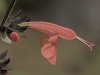Salvia Blossom
