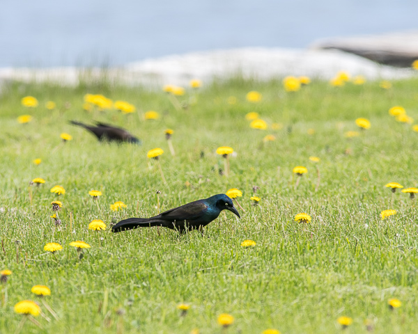 Grackle in the Grass