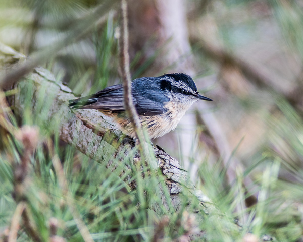 Red-breasted Nuthatch #2