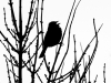 Song Sparrow Silhouette 