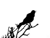 Grackle Silhouette 