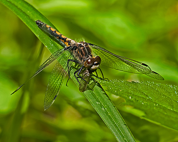 Hudsonian Whiteface (female) with Prey