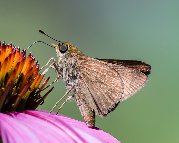 Butterfly (id needed) on Garden Flower