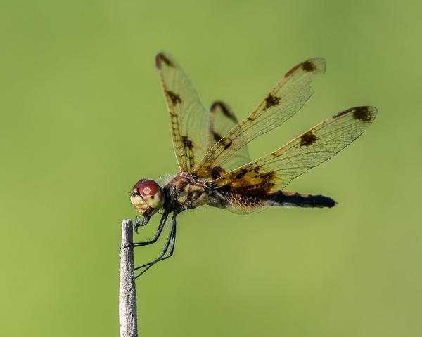Calico Pennant with Prey