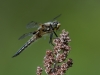 Four-spotted Skimmer with Prey