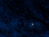 Moon Through Early Oak Leaves