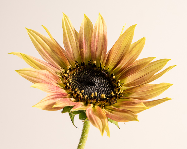 Sunflower #4