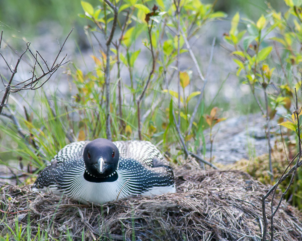 Common Loon on Nest (Hiding Posture)