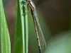 Teneral Damselfly (possibly a variable dancer)