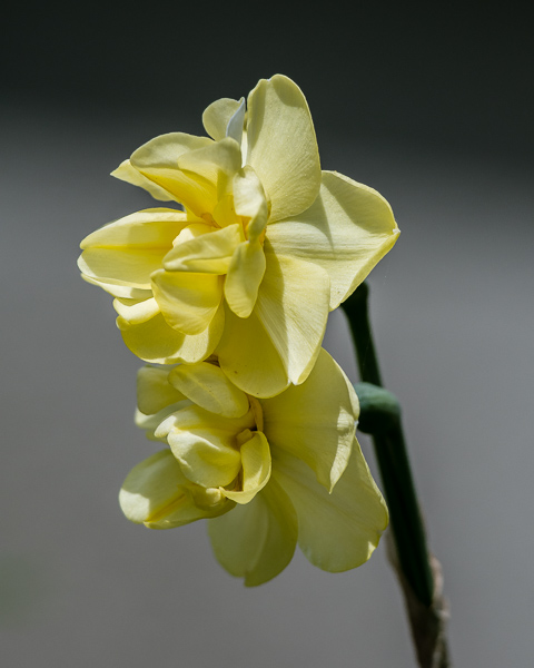 Fancy Daffodils #1