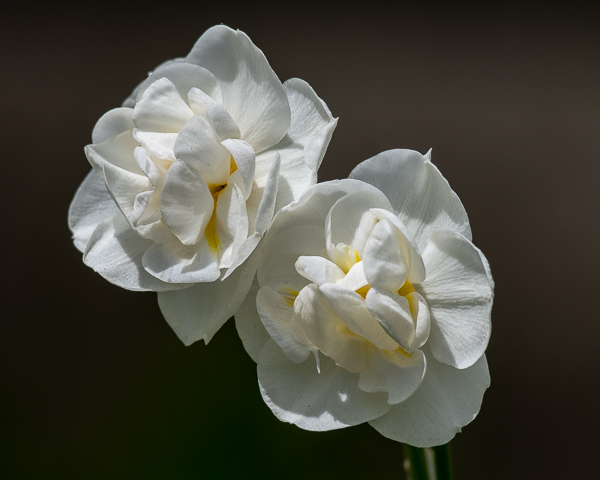 Fancy Daffodils #2