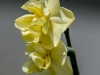 Fancy Daffodils #1