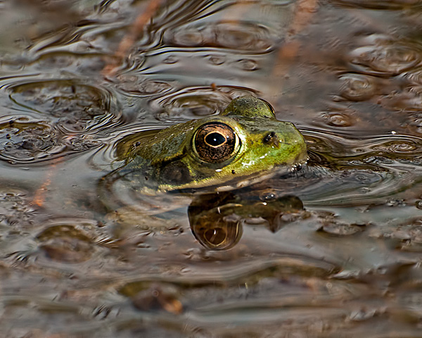 Green Frog #1
