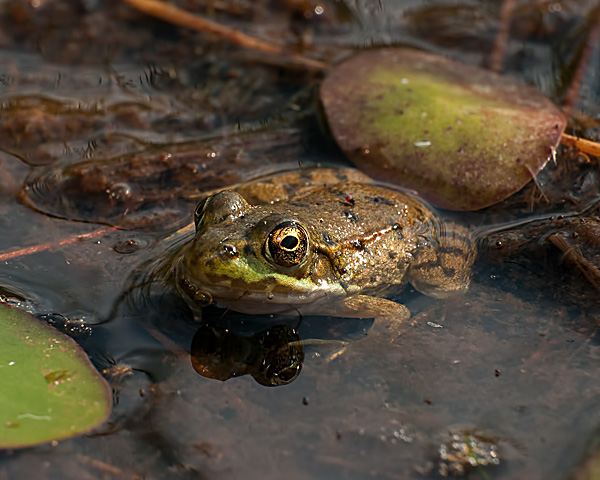 Green Frog #2