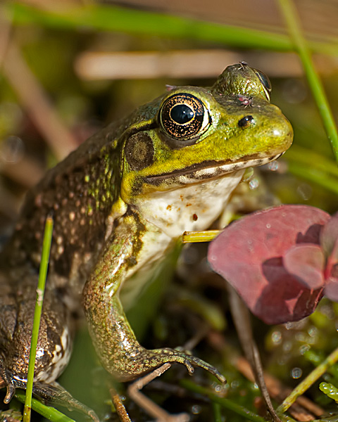 Green Frog #3