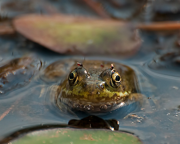 Green Frog #4