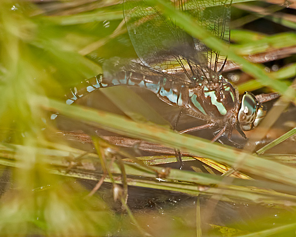 Green-striped Darner (female), ovipositing