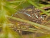 Green-striped Darner (female), ovipositing