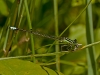 Eastern Forktail (male) with Prey