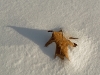 Oak Leaf on Snow